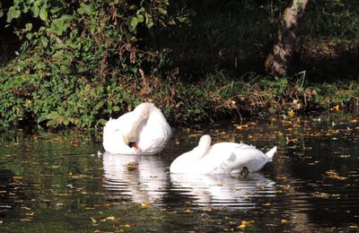 Cygnes en reflets 