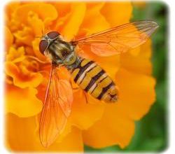 Episyrphus balteatus, le syrphe ceinturé