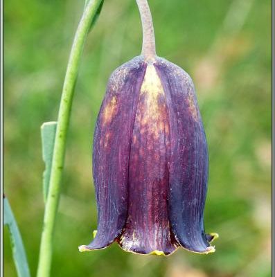 Fritillaire noire ou des Pyrénées (Fritillaria pyrenaica) - Pic d'Aillo - Sauveterre de Comminges / Régades - 31