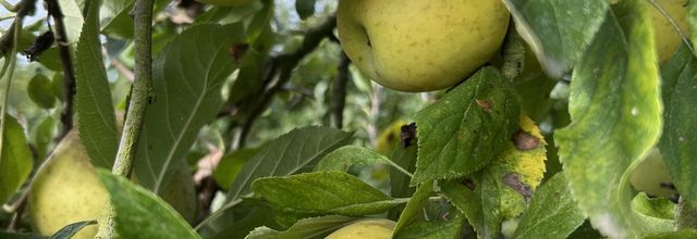 Derniers jours cueillette 2025