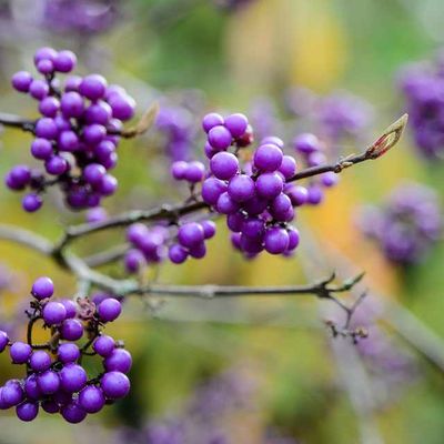 Les Curieuses Baies Mauves du Callicarpa...