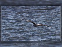 Goélands Leucophées (Larus michahellis) juvéniles en vol...