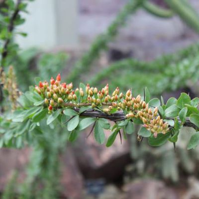 Royal Botanic gardens mi-mai 2/3 : les serres sèches.