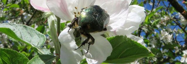 la cétoine dorée ... 