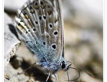 Azuré (Lycaenidae)