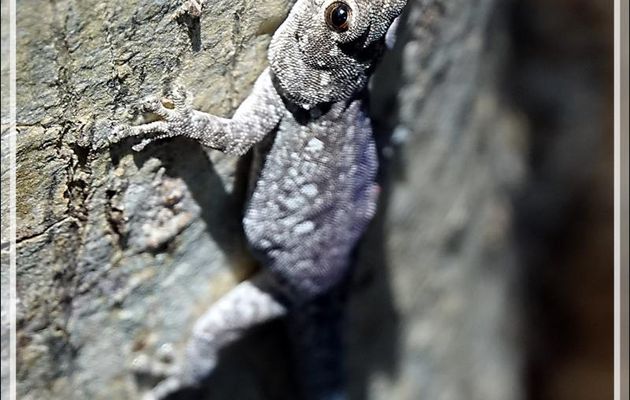 Gecko - Victoria Falls - Zimbabwe