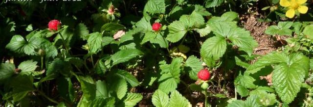 Potentilla indica = Duchesnea indica - fraisier de Duchesne 