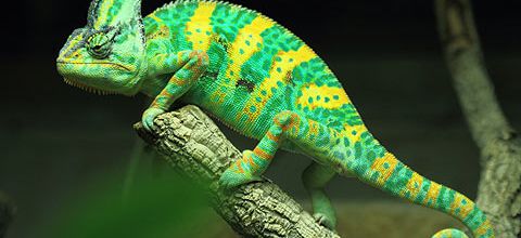 Documentaires : Reptiles, Batraciens