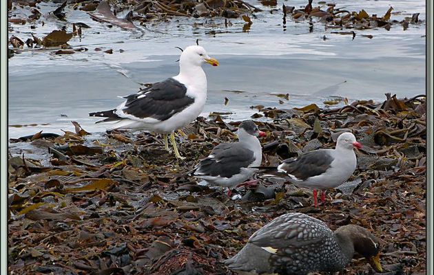 Goéland Dominicain, Goéland de Scoresby, Brassemer (Canard vapeur), Caracara, cherchent leur nourriture dans le kelp (algues) - Saunders Island - Falkland Islands, Iles Malouines, Islas Malvinas