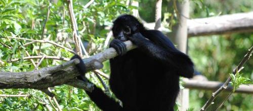 {animal de la semaine} L'atèle noir de Colombie.