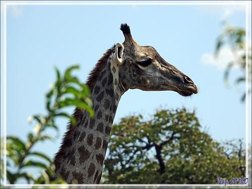 Girafe d'Angola, Angolan giraffe (Giraffa camelopardalis angolensis) - Safari terrestre - Parc National de Chobe - Botswana