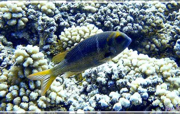 Empereur bossu ou gros yeux ou Daurade tropicale, Humpnose big-eye bream or Bigeye emperor (Monotaxis grandoculis) - Passe Tumakohua - Fakarava sud - Tuamotu - Polynésie française