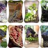 Cartonnettes Raisin (2) 2016 !