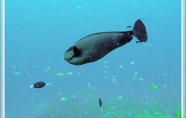 Nason gris, Nason à langue noire, Sleek unicornfish (Naso hexacanthus) - Moofushi - Atoll d'Ari - Maldives