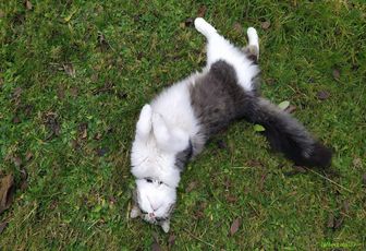un beau chat chez nous