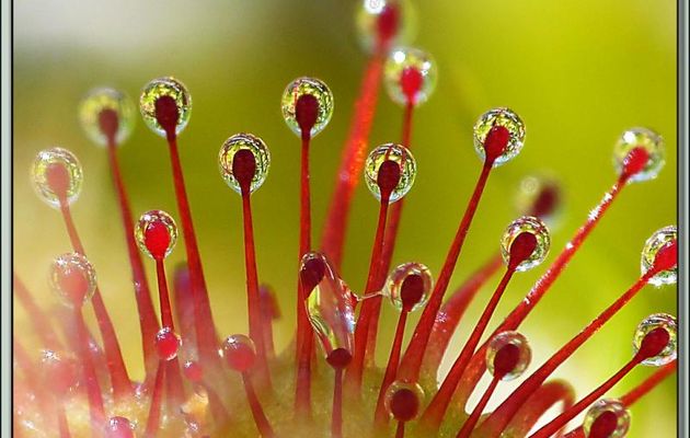 Macros de feuille de Droseras (du grec droseros, couvert de rosée) ou Rossolis (du latin ros solis, rosée du soleil) - Étangs de Bassiès - Vicdessos - Auzat - 09 