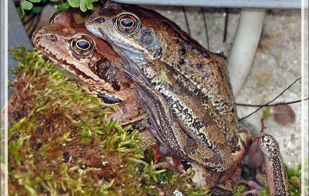Une première pour ce blog, grenouilles encore jamais observées : amplexus de Grenouilles agiles (Rana dalmatina) - Lartigau - Milhas - 31