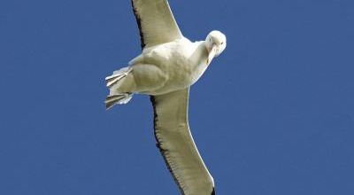 L'albatros