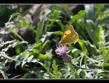 Colias - Pieridae