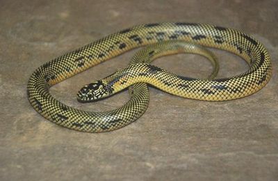 Lampropeltus getula goini (Neill &amp; Allen, 1949)