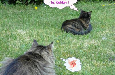 Bataille de chats pour rire parce qu'on s'aime !