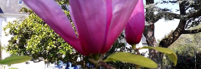  dans le coeur des magnolias  