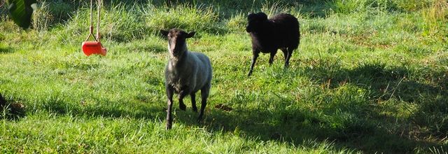 Des moutons au Terrier