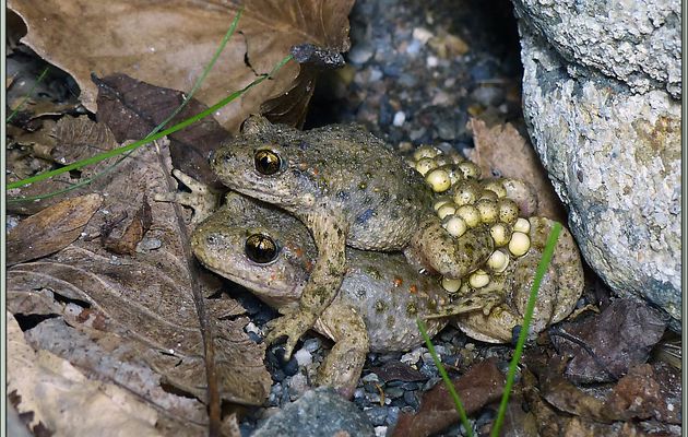 La métamorphose des crapauds accoucheurs ou Alytes (Alytes obstetricans) - Lartigau - Milhas - 31