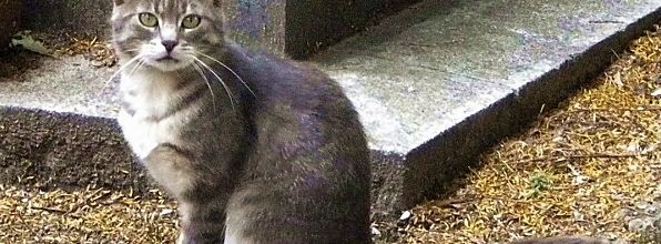 Les chats du cimetière de Montmartre