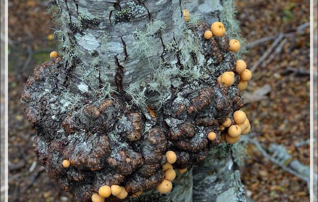 Champignon "Pan del indio"  (Cyttaria darwinii ou Cyttaria hariotii, deux espèces très proches) - Bahia Lapataia - Terre de Feu - Argentine