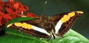 Hidden numbers - Butterfly