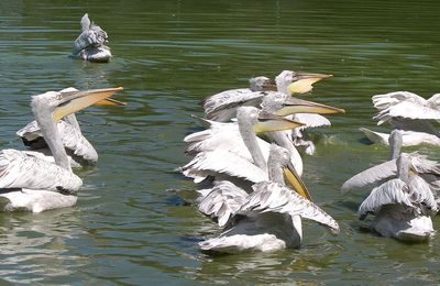 Au parc des oiseaux - 1 : les pélicans