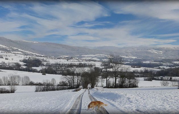 Chienne en balade