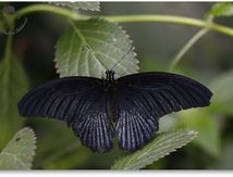 Papilio memmon agenor - Papilionidae agenor -  Philippines