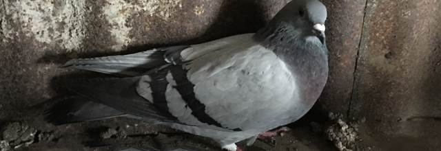 PETIT PIGEON