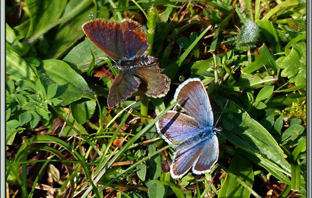 Papillons Argus bleu: le couple vu recto et in copula vu verso - Vallon d'Esquierry - Oô - 31