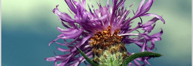 Centaurée Jacée (1) - Centaurea jacea