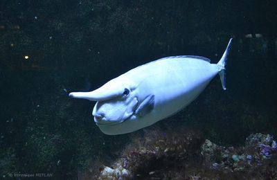 Palais de la Porte Dorée et l'Aquarium Tropical : Le Poisson Licorne