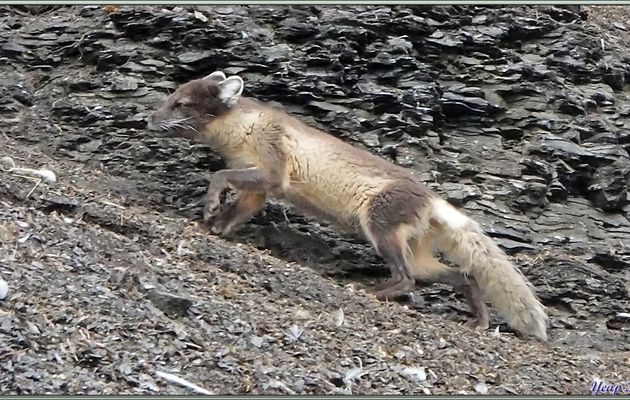 Nous laissons les rennes pour entrer dans le canyon et observer les Mouettes tridactyles (Rissa tridactyla) et très vite nous repérons deux Renards arctiques ou Isatis (Vulpes lagopus) - Diskobukta - Edgeøya - Svalbard - Norvège