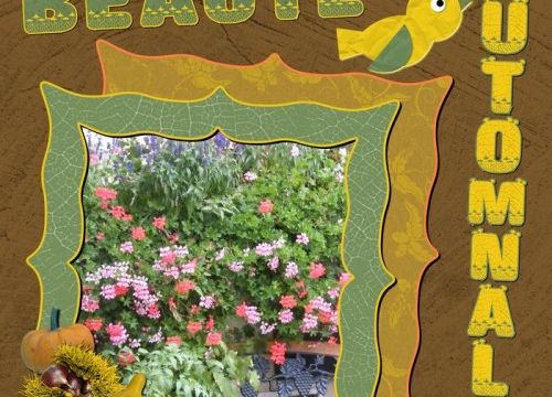 Fleurs en Pot ou Jardinière