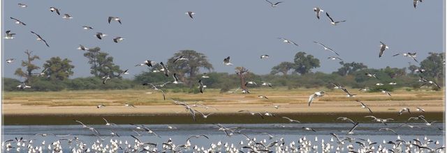 NOVEMBRE  2022  OISEAUX   AU SENEGAL
