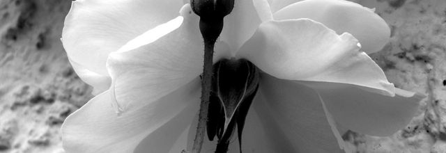 Fleurs de Picardie