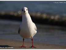 Mouette rieuse