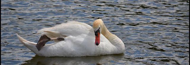 Rambouillet : Il suffira d'un cygne
