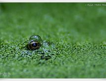 Grenouille Pelophylax sp.
