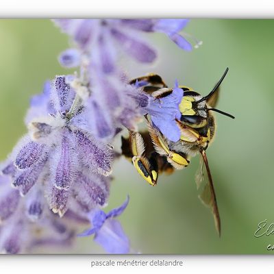 Anthidium florentinum