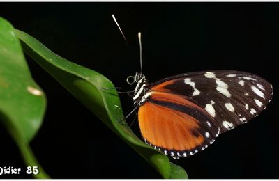 Hecalé (2) - Heliconius hecale