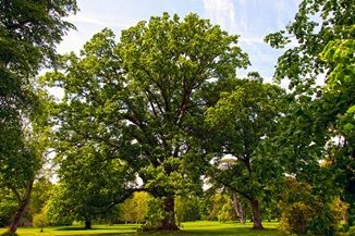 Je regarde un arbre ... 
