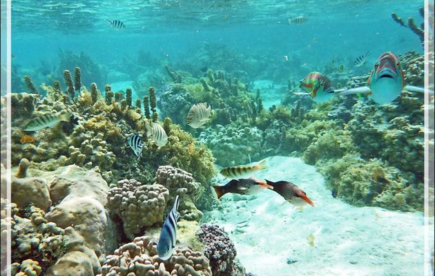 Vue sur un petit coin de l'aquarium naturel du Jardin de Corail - Motu Tautau - Taha'a - Polynésie française