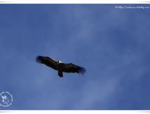 Vautours fauves - Gyps fulvus - Griffon Vulture